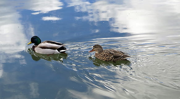 ænder, flod, vand, par, spejling, landskab, natur, skyer, dyre temaer, fugl, dyr, dyreliv, dyr i naturen, hvirveldyr, sø, and, fjerkræ, svømning, gruppe af dyr, kvindelige dyr, to dyr, mallard and, ingen mennesker, dag, mandlige dyr, udendørs, dyre familie, ferskvandsfugl, flyder på vandet, 1080P, CC0, offentligt domæne, royaltyfrie