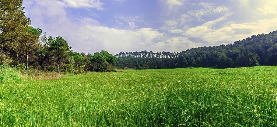 pszenica, pole, płatki, ziarno, Natura, rolnictwo, krajobraz, uprawy, kolce, plantacja, lato, rustykalny, niebo, rośliny, niwa, żniwa, las, roślina, wylądować, środowisko, chmura - niebo, drzewo, piękno natury, scenics - natura, zielony kolor, trawa, scena wiejska, wzrost, żadnych ludzi, spokój, spokojna scena, na dworze, 5K