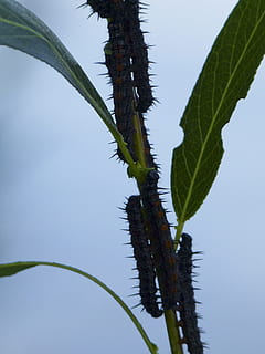 erugues, fulles, insectes, full, vida salvatge, naturalesa, error, errors, gatejar, rastreig, creixement, planta, metamorfosi, Butterly, biologia, criatura, animal, eruga, part de la planta, cap gent, color verd, primer pla, dia, cel, cel clar, bellesa a la natura, a l'aire lliure, tija de la planta, arbre, tranquil·litat, aigua, vista d’angle baix, centrar-se en primer pla, frescor, 2K, CC0, domini públic, lliure de regalies