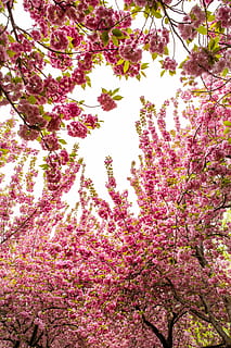 bajo, foto en angulo, rosado, las flores, tiempo de día, árbol, flor, temporada, primavera, naturaleza, sakura, floración, arboles, naturaleza viva, planta, planta floreciendo, crecimiento, belleza en la naturaleza, color rosa, nadie, fragilidad, rama, vista de ángulo bajo, vulnerabilidad, frescura, día, al aire libre, botánica, fotograma completo, púrpura, flor de cerezo, 5K, CC0, dominio público, libre de derechos