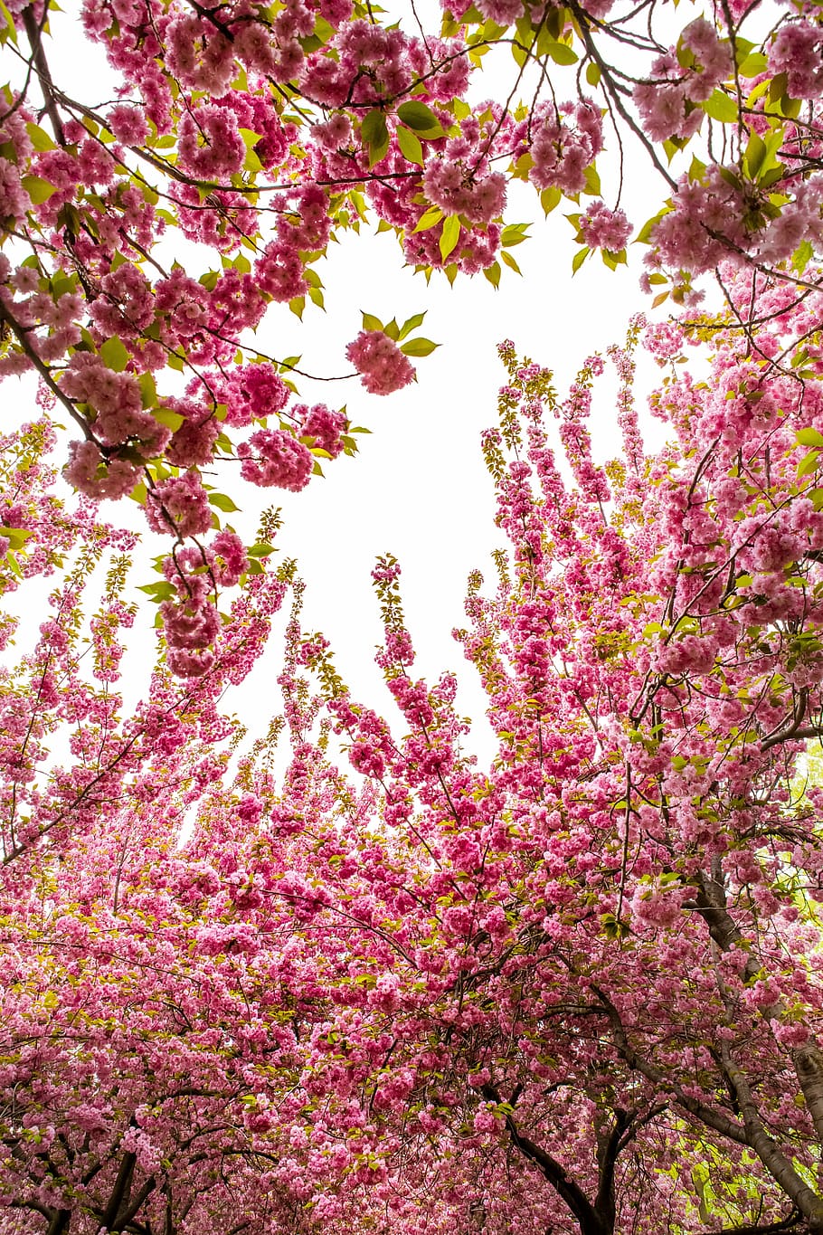 bajo, foto en angulo, rosado, las flores, tiempo de día, árbol, flor, temporada, primavera, naturaleza, sakura, floración, arboles, naturaleza viva, planta, planta floreciendo, crecimiento, belleza en la naturaleza, color rosa, nadie, fragilidad, rama, vista de ángulo bajo, vulnerabilidad, frescura, día, al aire libre, botánica, fotograma completo, púrpura, flor de cerezo, 5K