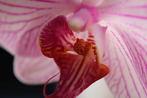 orquídea, cálice, macro, perto, Flor, fechar-se, pistilo, amarelo, Rosa, natureza, pétala, fragilidade, cor rosa, cabeça de flor, planta com flores, plantar, frescura, vulnerabilidade, beleza na natureza, inflorescência, pólen, crescimento, estame, ninguém, close-up extremo, 5K, CC0, domínio público, royalty free