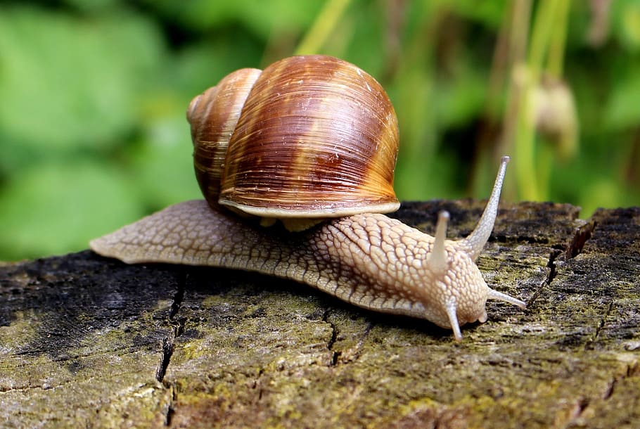 foto ravvicinata, Marrone, lumaca, legna, conchiglia, muco, vicino, lentamente, natura, strisciare, mollusco, fauna selvatica, gasteropode, temi animali, un animale, animale, animali allo stato selvatico, invertebrato, parte del corpo animale, guscio di animale, avvicinamento, antenna animale, la noia, nessuno, giorno, strisciando, viscido, all'aperto, 2K