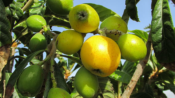 nespra, fruita, arbre, nespoli, Xipre, menjar, frescor, agricultura, naturalesa, cítrics, full, madur, orgànic, branca, color verd, menjar i beguda, alimentació saludable, planta, creixement, part de la planta, cap gent, benestar, arbre fruiter, primer pla, a l'aire lliure, 4K, CC0, domini públic, lliure de regalies