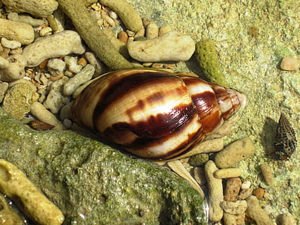 shell, mar, platja, fauna animal, rock, sòlid, rock - object, animals a la natura, animal, temes d'animals, primer pla, closca d’animals, cap gent, vista d’angle alt, un animal, naturalesa, invertebrat, dia, mol·lusc, textura, terra, nou, marí, còdols, 4K, CC0, domini públic, lliure de regalies