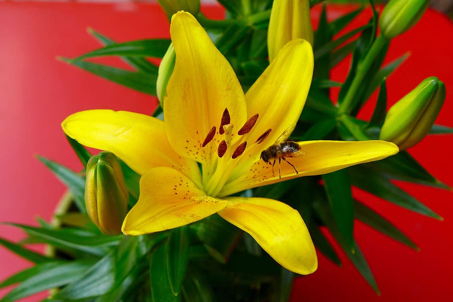 flor, lliri, abella, groc, vermell, planta amb flors, insecte, invertebrat, temes d'animals, animal, fauna animal, un animal, fragilitat, pètal, animals a la natura, vulnerabilitat, cap de flor, planta, bellesa a la natura, frescor, primer pla, inflorescència, pol·len, polinització, cap gent, 2K