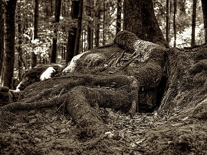 Moos, Druidenhain, Wald, Wurzel, Baumwurzel, Nationalpark, bewachsen, Natur, Schatten, Baum, Pflanze, Land, Kofferraum, Baumstamm, Tag, keine Leute, Entspannung, Fokus auf den Vordergrund, Tiere in freier Wildbahn, ausruhen, Tierthemen, draußen, Tier, Tierwelt, Nahansicht, Säugetier, 4K, CC0, gemeinfrei, lizenzfrei