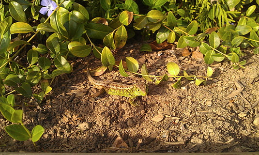 Smaragdeidechse, Reptil, Tiere, Natur, Blatt, Landwirtschaft, Pflanze, Schmutz, Wachstum, Pflanzenteil, Land, Tag, Feld, keine Leute, High Angle View, Sonnenlicht, grüne Farbe, draußen, Tierwelt, Tier, Tiere in freier Wildbahn, Schönheit in der Natur, Tierthemen, ein Tier, giftig, 2K, CC0, gemeinfrei, lizenzfrei