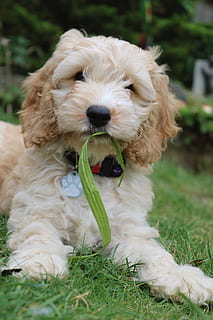 cockapoo, köpek yavrusu, köpek, Coker Spaniel, kaniş, oyun, hayvan, memeli, yerli, eğlence, oynama, Evcil Hayvan, sevimli, mutlu, doğurmak, beyaz, kürk, şakacı, yavru köpek, bir hayvan, hayvan temaları, Evcil Hayvanlar, omurgalı, bitki, çimen, gün, insansız, alan, Hayvan saçı, arazi, saç, gevşeme, ön plana odaklanmak, açık havada, hayvan başı, ağzı açık, 5K, CC0, kamu malı, telif ücretsiz
