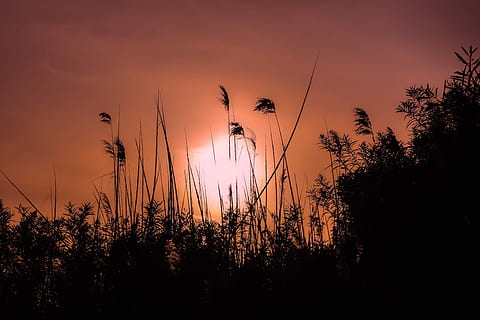 zonsondergang, zon, schemer, landschap, natuur, riet, schaduwen, middag, fabriek, hemel, silhouet, schoonheid in de natuur, groei, boom, scenics - natuur, rustige scène, kalmte, Oranje kleur, geen mensen, zonlicht, buitenshuis, land-, niet-stedelijke scène, idyllisch, wolk - lucht, romantische hemel, 5K, CC0, publiek domein, royaltyvrij