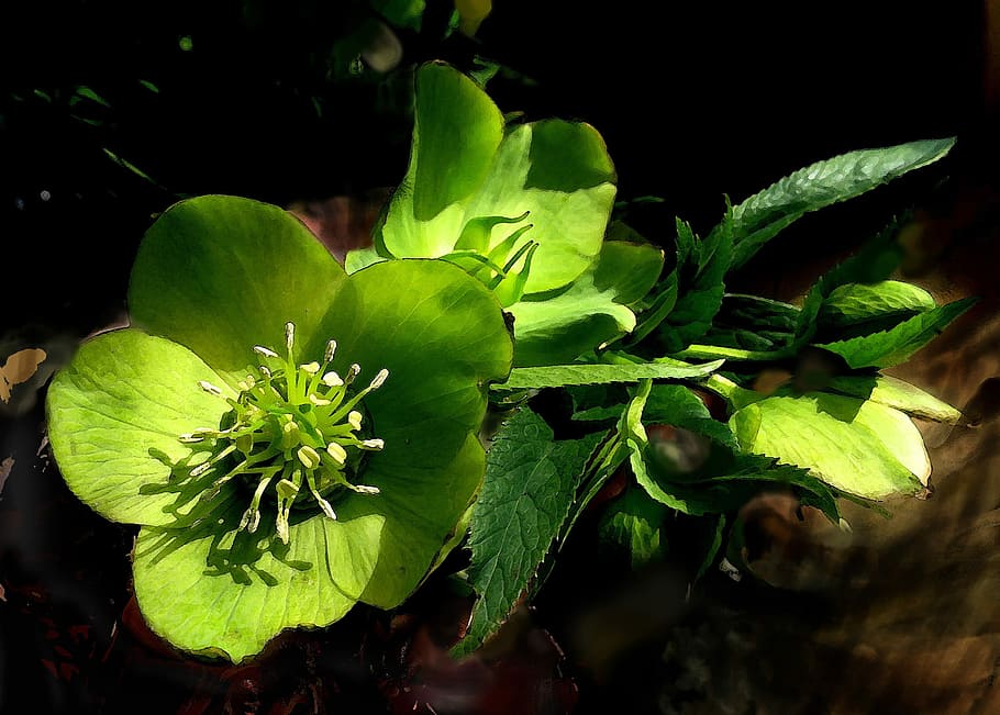 hellebore, flor, verd, primavera, verd, primavera, helleborus, fulles verdes, color verd, cap gent, planta, naturalesa, full, creixement, primer pla, part de la planta, bellesa a la natura, frescor, dia, vulnerabilitat, a l'aire lliure, planta amb flors, fragilitat, centrar-se en primer pla, enfocament selectiu, tranquil·litat, sepal, 1080P