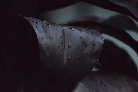 le foglie, buio, acqua, far cadere, piante, avvicinamento, nessuno, in casa, singolo oggetto, concentrarsi sulle conoscenze acquisite, cibo e bevande, natura, frutta, ombra, forma, giorno, primo piano estremo, cibo, fatto dall'uomo, mangiare sano, metallo, Oggetto creato dall'uomo, animale, 4K, CC0, dominio pubblico, privo di copyright
