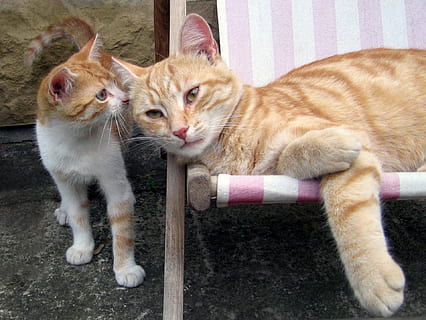 gato, tomcat, gatinho, dormir, Paz, doméstico, pets, mamífero, felino, temas animais, animal, animais domésticos, gato doméstico, vertebrado, ninguém, um animal, bigode, olhando para a câmera, relaxamento, retrato, fechar-se, animal jovem, gato ruivo, 1080P, CC0, domínio público, royalty free
