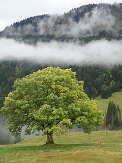 verd, fulles, arbre, al costat, muntanya, naturalesa, paisatge, herba, fusta, escènic, tardor, boira del matí, alba, bosc, Parc Nacional, vall, allgäu, alpí, muntanyes, ampli, planta, bellesa a la natura, tranquil·litat, escenics - natura, escena tranquil·la, terra, medi ambient, color verd, cap gent, boira, creixement, escena no urbana, dia, idíl·lic, camp, a l'aire lliure, 2K, CC0, domini públic, lliure de regalies