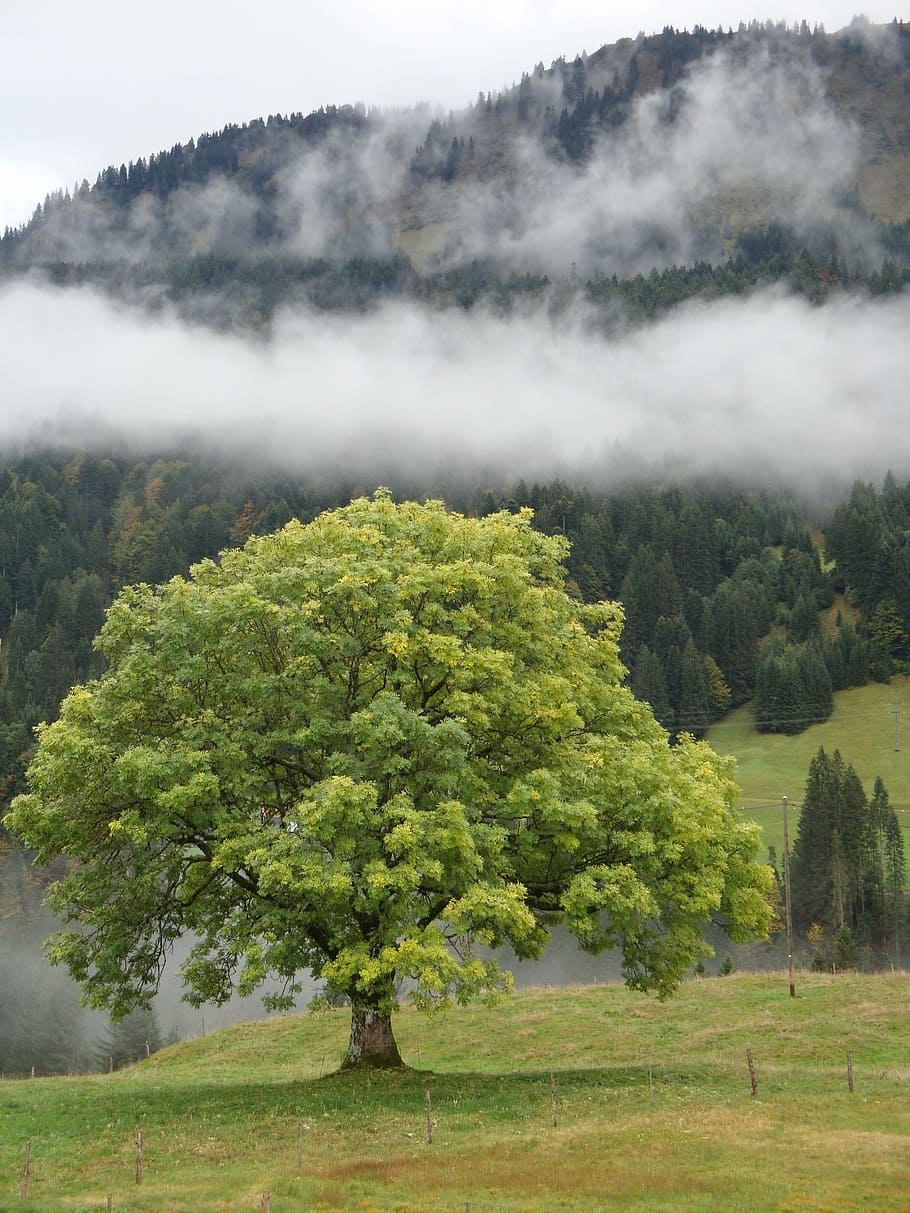 verd, fulles, arbre, al costat, muntanya, naturalesa, paisatge, herba, fusta, escènic, tardor, boira del matí, alba, bosc, Parc Nacional, vall, allgäu, alpí, muntanyes, ampli, planta, bellesa a la natura, tranquil·litat, escenics - natura, escena tranquil·la, terra, medi ambient, color verd, cap gent, boira, creixement, escena no urbana, dia, idíl·lic, camp, a l'aire lliure, 2K