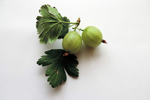 Früchtegarten, Stachelbeere, Obst, Garten, Essen und Trinken, gesundes Essen, Lebensmittel, grüne Farbe, Frische, Blatt, Pflanzenteil, Wohlbefinden, weißer Hintergrund, Studioaufnahme, keine Leute, drinnen, ausgeschnitten, Stillleben, Natur, Pflanze, Kraut, High Angle View, Gruppe von Objekten, reif, 4K, CC0, gemeinfrei, lizenzfrei