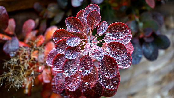 Natur, Pflanze, verwischen, Blätter, Nahansicht, Tau, Tautropfen, Tropfen, Fokus, Wachstum, natürlich, Wassertropfen, Schönheit in der Natur, Wasser, nass, fallen, keine Leute, Frische, Fokus auf den Vordergrund, Winter, draußen, Tag, Eis, Verletzlichkeit, Lebensmittel, Pflanzenteil, Regen, Regentropfen, 5K, CC0, gemeinfrei, lizenzfrei
