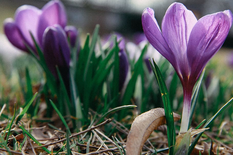 erste Frühlingsblumen, zuerst, Frühlingsblumen, Natur, Krokus, Blume, Pflanze, lila, Frühling, Nahansicht, Jahreszeit, Schönheit in der Natur, Blütenkopf, Makro, draußen, Blütenblatt, grüne Farbe, blühen, Blatt, Wachstum, Zerbrechlichkeit, Frische, blühende Pflanze, Verletzlichkeit, keine Leute, Iris, Fokus auf den Vordergrund, selektiver Fokus, Blütenstand, Tag, 4K