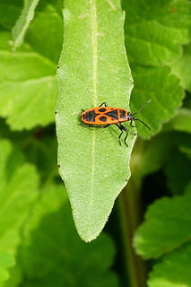 insetto, pyrrhocoris apterus, natura, foglia, pianta, all'aperto, invertebrato, animale, temi animali, parte vegetale, fauna selvatica, animali allo stato selvatico, un animale, colore verde, avvicinamento, nessuno, giorno, concentrarsi sulle conoscenze acquisite, crescita, bellezza nella natura, ala animale, farfalla - insetto, 2K, CC0, dominio pubblico, privo di copyright