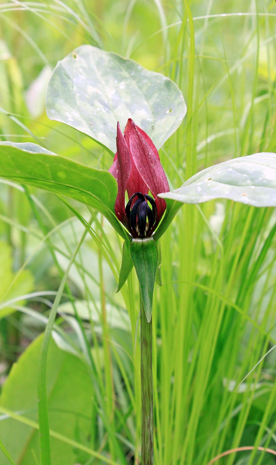trillium vermell, rares, full, trillium, vermell, fulles, nadiu, espècimen, estams, boscos, EUA, salvatge, biologia, perenne, flors silvestres, erecte, ohio, illinois, reserva, anteres, venes de botànica, una delicada, parc, naturalesa, solter, primer pla, ningú, horitzontal, primavera, detall, florir, flor, verd, medi ambient, a l'aire lliure, plantes de pètals, flors, flora, herba, creixement, color verd, planta, invertebrat, animal, temes d'animals, bellesa a la natura, fauna animal, insecte, animals a la natura, un animal, escarabat, centrar-se en primer pla, dia, cap gent, fragilitat, terra, fulla d'herba, 4K