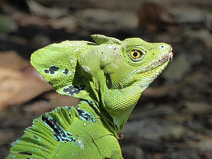 driežas, bazilikas, ropliai, žalias, Kosta Rika, Kreta, gyvūnas, pobūdį, iguana, laukinės gamtos, žalia spalva, Iš arti, drakonas, gyvūnų skalė, vienas gyvūnas, gyvūnų gyvūnija, gyvūnams, gyvūnų temos, stuburiniai, sutelkti dėmesį į naujas žinias, nėra žmonių, dieną, gyvūnų kūno dalis, gyvūnų galva, lauke, ieško, augalų, medis, gyvūnų akis, 4K, CC0, Viešasis domenas, nemokamai