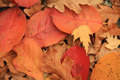 efterår, blad, natur, gul, rød, sæson, orange, efterårsblade, træ, farve, blade, oktober, falde blade, efterår efterlader baggrunden, plante, Skov, farverig, naturlig, september, lave om, plante del, tæt på, orange farve, tør, ingen mennesker, skrøbelighed, sårbarhed, skønhed i naturen, dag, bladvenen, høj vinkel visning, baggrunde, naturligt mønster, fuld ramme, udendørs, naturlig tilstand, ahorn blad, efterårssamling, tørret, 5K, CC0, offentligt domæne, royaltyfrie