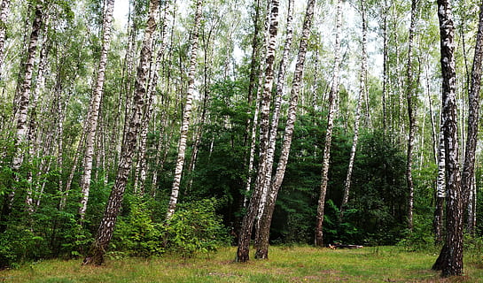 forêt, la nature, bouleau, herbe, nature vivante, paysage, arbre, des bois, en plein air, couleur verte, plante, tronc d'arbre, été, paysages, beauté dans la nature, personne, environnement, pin, branche, feuille, journée, zone de nature sauvage, terre, tranquillité, croissance, tronc, scène tranquille, scène non urbaine, paysages - nature, conifère, pinède, 2K, CC0, domaine public, libre de droits