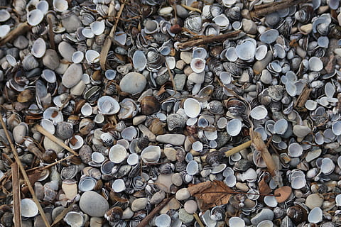textura, Pozadí, vzor, Příroda, shell, mušle, obrázek na pozadí, pláž, celý rám, velká skupina objektů, hojnost, nikdo, den, Skála, kámen - objekt, pevný, venku, přímo nad, texturou, vysoký úhel pohledu, detail, kámen, přistát, dřevo - materiál, oblázek, 5K, CC0, veřejná doména, bez autorských práv
