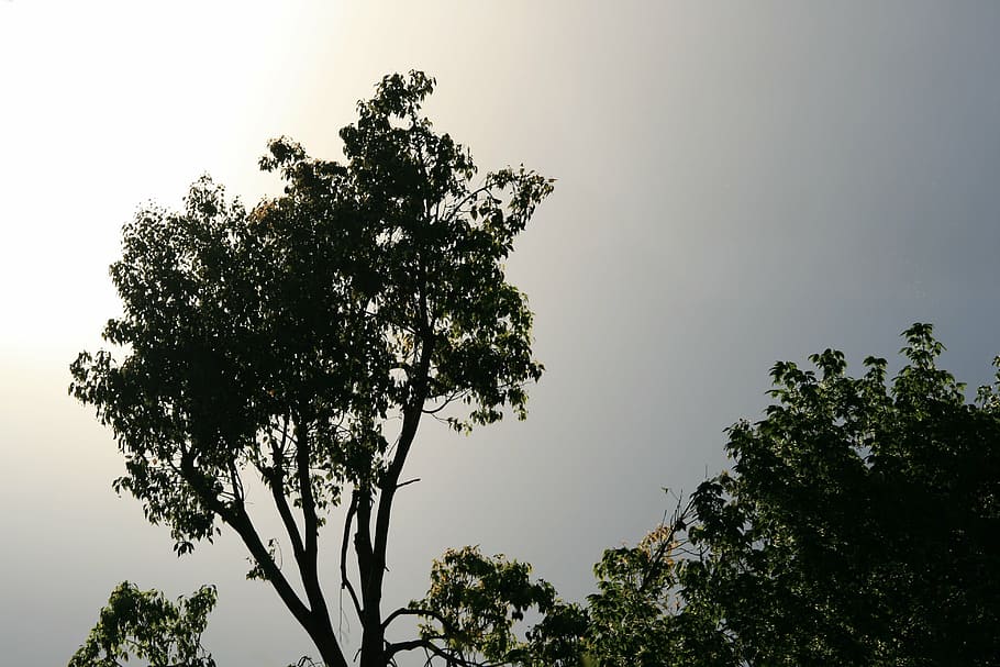 arbre, alt, verd, cel, gris, brillar, sol, llum, planta, creixement, cap gent, bellesa a la natura, naturalesa, tranquil·litat, a l'aire lliure, vista d’angle baix, dia, color verd, branca, escenics - natura, cel clar, escena tranquil·la, idíl·lic, arbre únic, escena no urbana, 4K