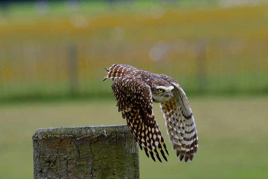 volant, marró, òliba graner, owl bowing, mussol petit, ocell, excavació, vida salvatge, petit, mussol, naturalesa, salvatge, raptor, cau, poc, depredador, ales, nocturn, animal, rapinyaire, falcó - ocell, bec, ploma, carnívor, animals a la natura, caça d’animals, un animal, temes d'animals, fauna animal, vertebrats, centrar-se en primer pla, material de fusta, dia, cap gent, primer pla, vista lateral, posat, publicació, a l'aire lliure, aigua, post de fusta, 4K