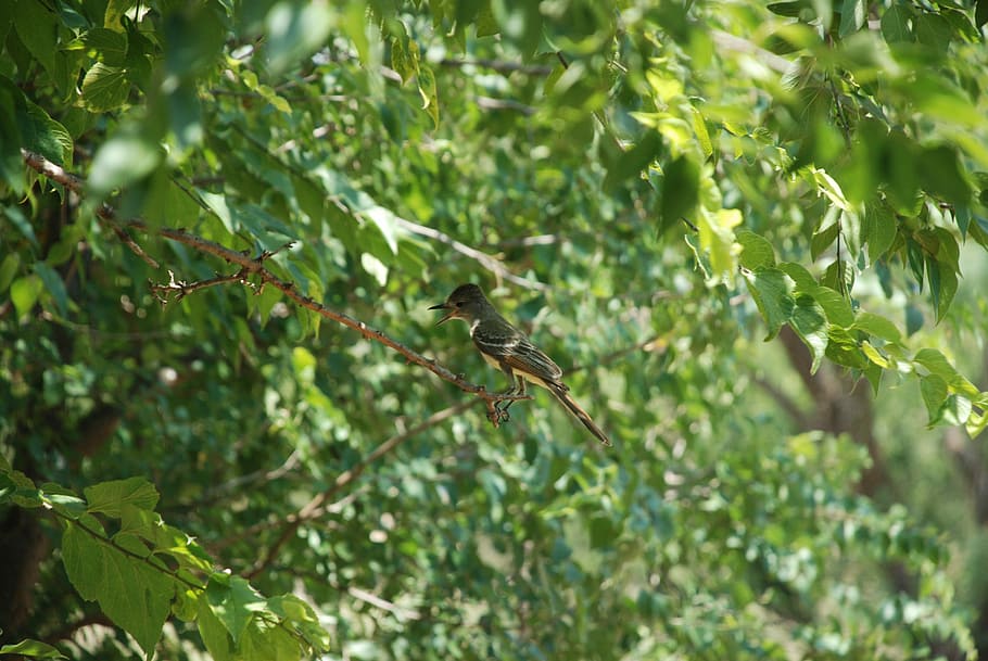 trepitja, verd, salvatge, ocell, naturalesa, animal, natural, songbird, medi ambient, fauna animal, animals a la natura, temes d'animals, vertebrats, planta, un animal, arbre, part de la planta, posat, full, branca, color verd, cap gent, dia, bellesa a la natura, creixement, a l'aire lliure, selva tropical, 4K