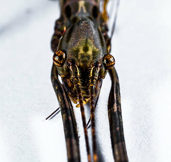 bicho-pau, inseto fantasma, susto, perto, animal, inseto, natureza, animais selvagens, fechar-se, macro, temas animais, um animal, invertebrado, animais em estado selvagem, parte do corpo animal, ninguém, ao ar livre, dia, tiro do estúdio, asa animal, olho animal, olho, focar em primeiro plano, perna de animal, visão de alto ângulo, 2K, CC0, domínio público, royalty free