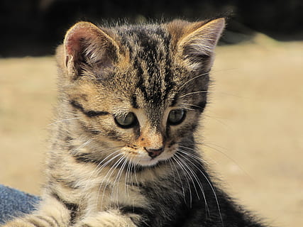 fotografii macro shot, maro, tabinet, pisoi, pisică, macrou, băiat, tigru pisica, pisica domestica, tânără pisică, mustață, animal de companie, pisica copilului, dulce, vedere, mamifer, animal, animale tematice, un animal, felin, animale de companie, intern, animale domestice, animale vertebrate, a închide, mustăţi, nici o persoana, să se concentreze asupra primelor elemente, portret, privind camera, in cautarea, zi, cap de animal, ochi de animale, 2K, CC0, domeniu public, fără drepturi de autor