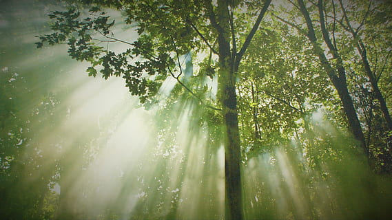 groene bladboom, Bos, bomen, natuur, landschap, de lente, aesthetisch, zonnestraal, boom, blad, zonlicht, buitenshuis, zomer, groene kleur, zon, bos-, licht - natuurverschijnsel, milieu, seizoen, tak, fabriek, ochtend-, schoonheid in de natuur, kalmte, groei, lage hoekweergave, land-, dag, streaming, geen mensen, rustige scène, mist, scenics - natuur, bamboe - plant, regenwoud, 4K, CC0, publiek domein, royaltyvrij