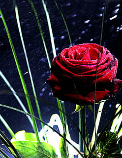 rosa, rosso, mirroring, fiore, fiorire, rosa, rosso, fioritura, rosa rossa, fioriture di rose, goccia d'acqua, gocciolare, spray, nebbia spray, nessuno, avvicinamento, freschezza, in casa, pianta, pianta fiorita, bellezza nella natura, infiorescenza, testa di fiore, crescita, natura, foglia, petalo, vulnerabilità, parte vegetale, fragilità, acqua, all'aperto, 4K, CC0, dominio pubblico, privo di copyright