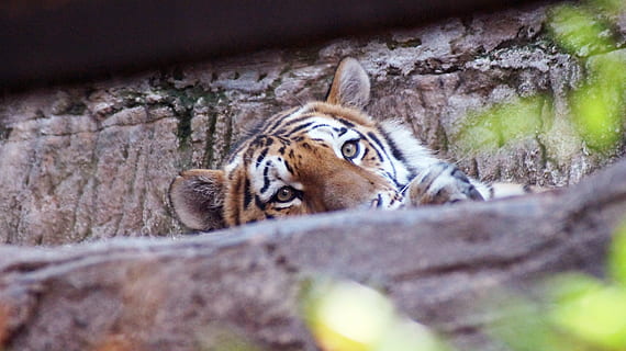 tigre, chat, tiergarten, animal, thèmes animaux, mammifère, la faune des animaux, gros chat, un animal, mise au point sélective, animaux à l'état sauvage, félin, relaxation, personne, zoo, vertébré, animaux en captivité, carnivora, partie du corps de l'animal, la nature, tête d'animal, tigre blanc, moustache, 5K, CC0, domaine public, libre de droits