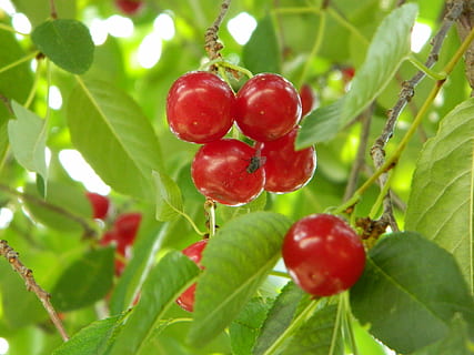 kirsebær, grøn, afdeling, træ, have, frugthave, frugt haven, ekko, bio, sund og rask, snack, mad og drikke, rød, mad, frugt, sund kost, plante, plante del, blad, vækst, friskhed, tæt på, natur, moden, grøn farve, velvære, skønhed i naturen, ingen mennesker, udendørs, Kirsebærtræ, 4K, CC0, offentligt domæne, royaltyfrie