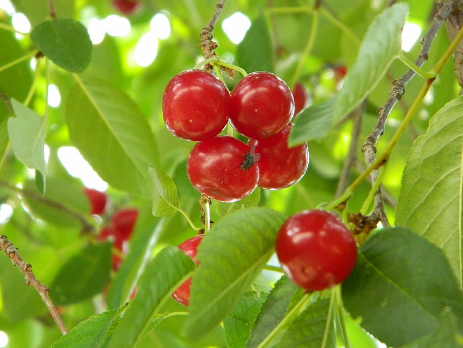 cirera, verd, branca, arbre, jardí, horta, jardí de fruites, ressò, bio, saludable, berenar, menjar i beguda, vermell, menjar, fruita, alimentació saludable, planta, part de la planta, full, creixement, frescor, primer pla, naturalesa, madur, color verd, benestar, bellesa a la natura, cap gent, a l'aire lliure, cirerer, 4K