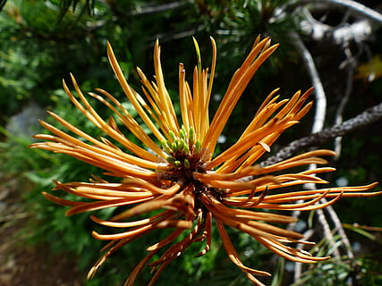 oranje petaled bloemen, bergpijnboom, motor, foliation, toenemen, pinus mugo, pijnboom, naalden, dennennaalden, pinus mugo subsp mugo, etage, plaats dennen, dwergden, kreupelhout, strauchartig, groei, pinus, grenen kas, western, pinopsida, naaldboom, Coniferales, p, natuur, fabriek, detailopname, bloem, focus op de voorgrond, schoonheid in de natuur, bloeiende plant, kwetsbaarheid, breekbaarheid, dag, versheid, geen mensen, Oranje kleur, bloeiwijze, bloemhoofd, bloemblad, plantkunde, buitenshuis, selectieve aandacht, stuifmeel, 4K, CC0, publiek domein, royaltyvrij