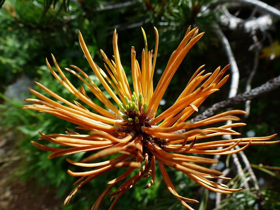flors de pètals de color taronja, pi de muntanya, motor, foliació, créixer, Pinus mugo, pi, agulles, agulles de pi, pinus mugo subsp mugo, pis, lloc de pi, pi nanat, pi calat, strauchartig, creixement, pinus, hivernacle de pi, Occidental, pinopsida, conífera, coniferales, p, naturalesa, planta, primer pla, flor, centrar-se en primer pla, bellesa a la natura, planta amb flors, vulnerabilitat, fragilitat, dia, frescor, cap gent, color taronja, inflorescència, cap de flor, pètal, botànica, a l'aire lliure, enfocament selectiu, pol·len, 4K