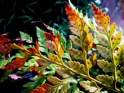 falguera, full, fullets, consells, verd, brunzit, tardor, multicolor, color verd, naturalesa, fons, planta, bellesa a la natura, creixement, primer pla, fragilitat, cap gent, vulnerabilitat, flor, planta amb flors, part de la planta, dia, frescor, enfocament selectiu, a l'aire lliure, centrar-se en primer pla, tranquil·litat, groc, canvi, fulles, cap de flor, 2K, CC0, domini públic, lliure de regalies