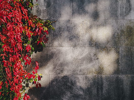 væg, rød, blomst, vingård, natur, udendørs, plante, blomstrende plante, vækst, skønhed i naturen, friskhed, sårbarhed, dag, skrøbelighed, ingen mennesker, tæt på, sollys, murbygningsfunktion, arkitektur, blad, plante del, bygget struktur, blomsterhoved, beton, 4K, CC0, offentligt domæne, royaltyfrie