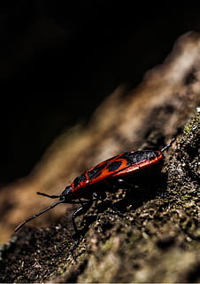 macro, insecto, jardín, árbol, escarabajo, calor - temperatura, nadie, de cerca, noche, al aire libre, de color negro, invertebrado, fauna animal, enfoque selectivo, temas de animales, animal, animales en la naturaleza, un animal, naturaleza, día, material de madera, sólido, roca - objeto, parte del cuerpo del animal, rock, zoología, 2K, CC0, dominio público, libre de derechos