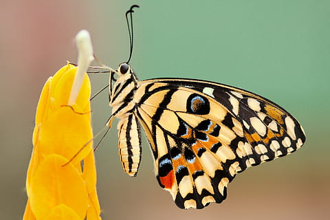 photo macro, beige, multicolore, papillon, perché, fleur, papillon de nuit, insecte, macro, fermer, nectar, pollen, l'automne, tomber, jaune, papillon - insecte, la faune des animaux, un animal, thèmes animaux, personne, journée, animal, invertébré, aile des animaux, beauté dans la nature, fond coloré, partie du corps de l'animal, animaux à l'état sauvage, la nature, se concentrer sur le premier plan, super gros-plan, pendaison, fragilité, fond vert, tête d'animal, vue de profil, 4K, CC0, domaine public, libre de droits