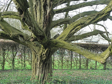 tronc, faig, fusta, branques, arbre, naturalesa, primavera, planta, tronc de l'arbre, creixement, terra, branca, tranquil·litat, bellesa a la natura, cap gent, dia, color verd, camp, bosc, medi ambient, paisatge, escena tranquil·la, a l'aire lliure, escenics - natura, 2K, CC0, domini públic, lliure de regalies