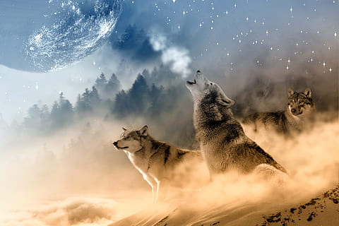 three, wolves, snow, howling, night, full, moon, full moon, wolf, stars, wild, wildlife, animal, predator, gray, mammal, nature, dog, fur, canine, timber, eyes, furry, grey, beast, carnivore, lupus, wolf eyes, prey, creature, white, danger, winter, canidae, head, natural, untamed, savage, living, fierce, undomesticated, canis, howl, sky, outdoors, animal wildlife, no people, animals in the wild, cloud - sky, one animal, vertebrate, beauty in nature, motion, digital composite, dust, mouth open, 5K, CC0, public domain, royalty free