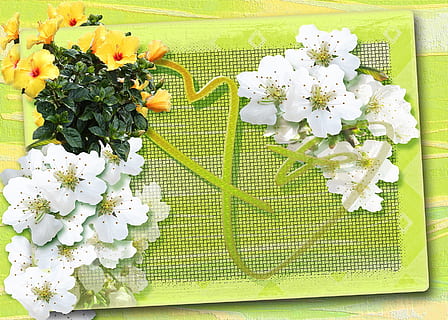 fermer, photo, blanc, jaune, fleurs pétales, joyeuses Pâques, Pâques, voeux de pâques, collage, carte postale, carte de voeux, coupon, boucle, cœur, Bienvenue, ostergrüße chaud, bandes, reconnaissance, La Saint Valentin, amour, romance, plante à fleurs, fleur, plante, fraîcheur, beauté dans la nature, fragilité, la nature, couleur blanche, vulnérabilité, arrangement de fleurs, personne, tête de fleur, bouquet, table, vue grand angle, décoration, journée, en plein air, inflorescence, 720P, CC0, domaine public, libre de droits