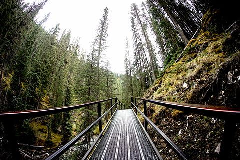 nero, ponte in acciaio, circondato, verde, alberi, di legno, ponte, foresta, passerella, sentiero, pista, sentiero forestale, albero, pianta, mezzi di trasporto, direzione, la strada davanti, terra, ferrovia, traccia, trasporto ferroviario, natura, prospettiva decrescente, crescita, nessuno, giorno, bellezza nella natura, ringhiera, scenics - natura, connessione, la tranquillità, all'aperto, bosco, lungo, 5K, CC0, dominio pubblico, privo di copyright