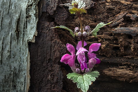 de lente, dode netel, wild kruid, brandnetel, wilde bloem, paars, bloeien, bloesem, bloeiende lipplant, Lamiaceae, bloemblaadjes, fabriek, bloem, detailopname, breekbaarheid, kwetsbaarheid, versheid, bloeiende plant, schoonheid in de natuur, geen mensen, groei, bloemblad, bloemhoofd, roze kleur, bloeiwijze, romp, boomstam, natuur, Purper, dag, getextureerde, buitenshuis, 4K, CC0, publiek domein, royaltyvrij