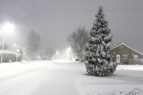 Pinheiro, coberto, neve, frio, inverno, tempestade, árvore, estrada, luzes, flocos de neve, zing, geada, vento, noite, frio - temperatura, natureza, temperatura fria, arquitetura, plantar, estrutura construída, transporte, céu, cabo, exterior do edifício, eletricidade, rua, ninguém, cobertura, linha de energia, construção, ao ar livre, nevando, 4K, CC0, domínio público, royalty free